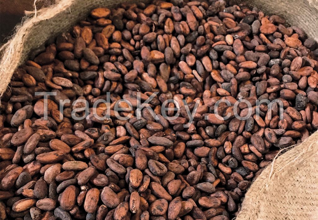 Cocoa Beans Cacao Beans