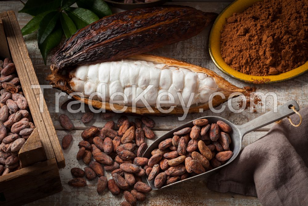 Cocoa Beans Cacao Beans