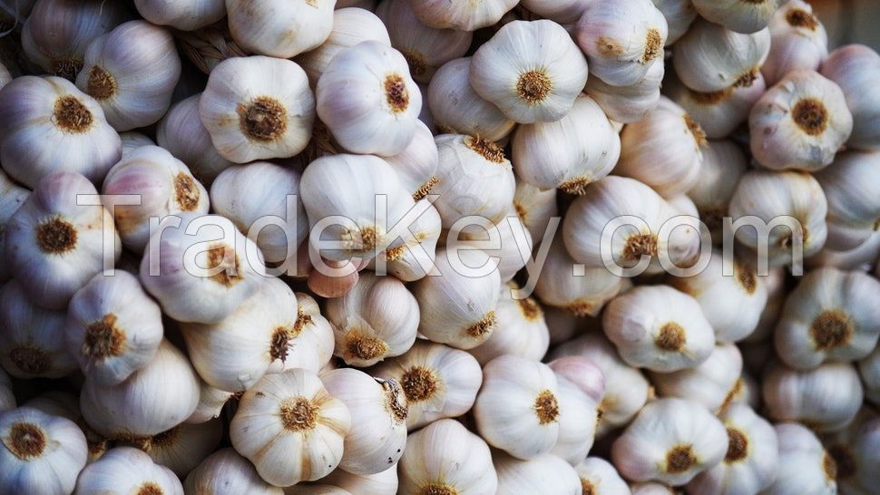 Garlic Fresh And Dried Garlic / Red Garlic Cheap Premium Quality 100%