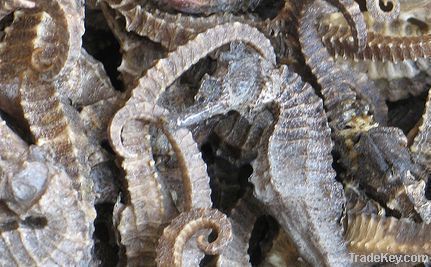 dried sea horse