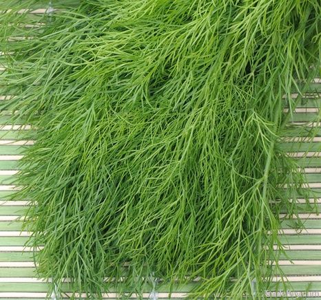 Fresh Dill