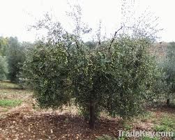 Fresh or Dried Olive Leaves