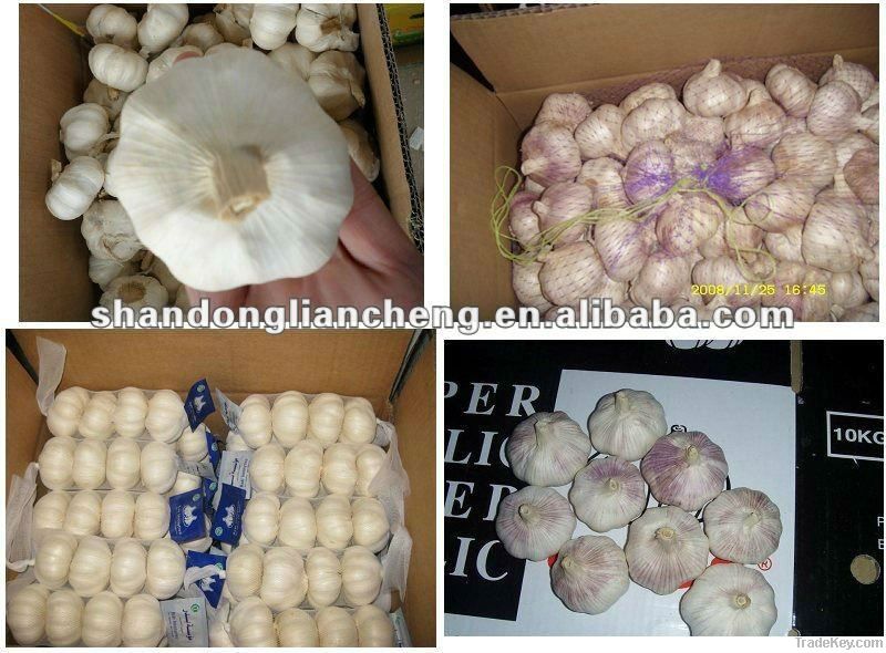 normal white garlic garlic