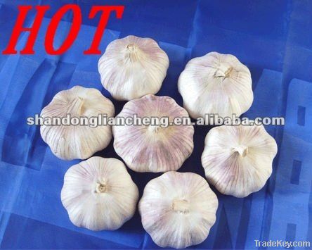 2012 normal white garlic