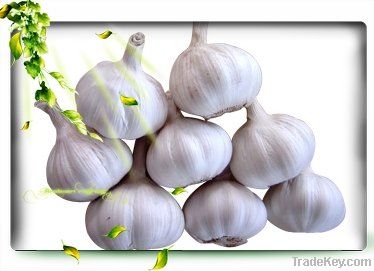 2012 normal white garlic
