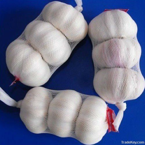 2012  fresh normal white garlic