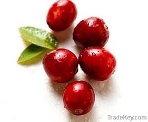 Cranberry Extract Powder