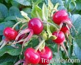 Rose Hip Extract