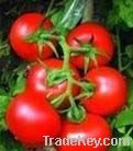 Lycopene Tomamo Extract