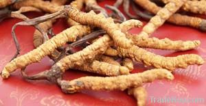 Cordyceps Sinensis Extract