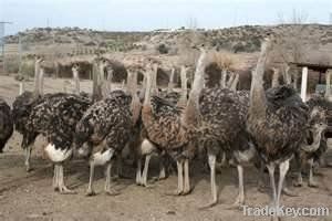 ostrich chicks and eggs