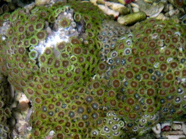 Assorted zoanthid