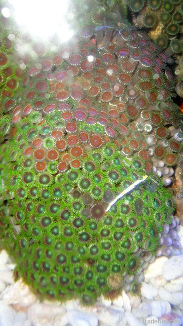 Assorted zoanthid