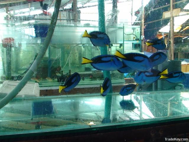 Marine fish