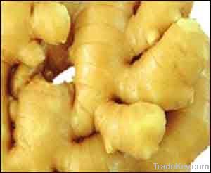 chinese new crop fresh ginger