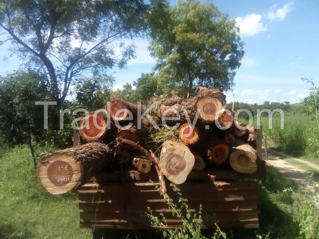 Red Sandalwood Logs