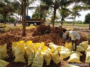 Semi husk coconuts