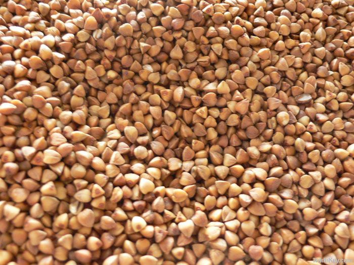 New Roasted Buckwheat Kernels, Inner Mongolia, China