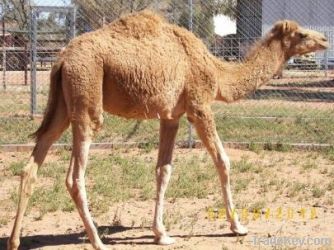 Live Australian Camels