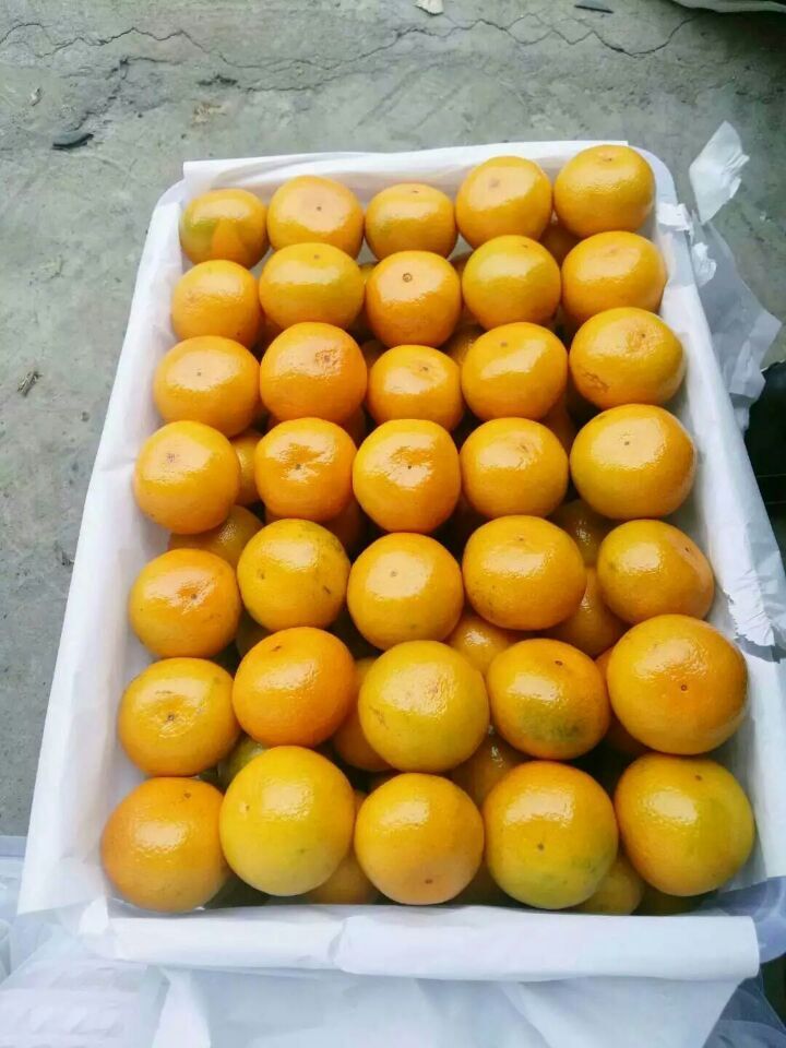 chinese fresh mandarin orange