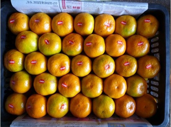 chinese fresh mandarin orange