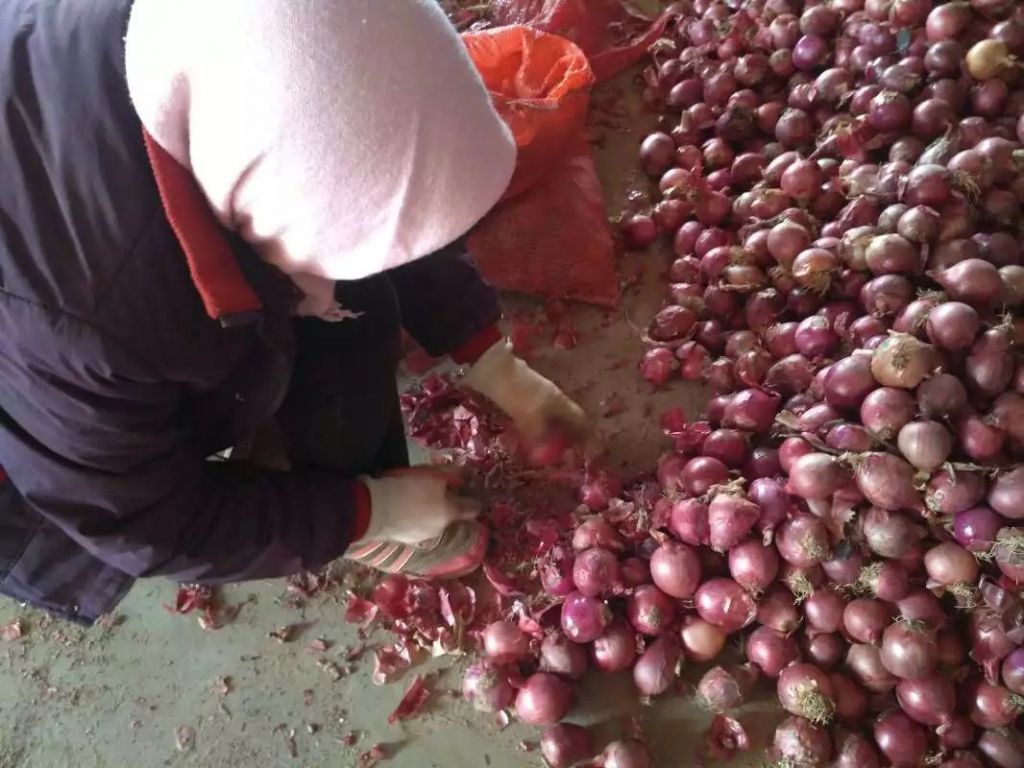 new corp chinese fresh onion for sale