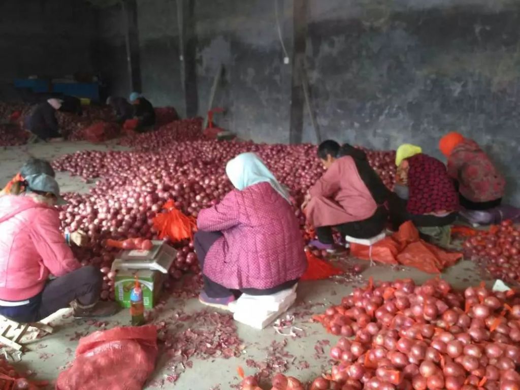 new corp chinese fresh onion for sale