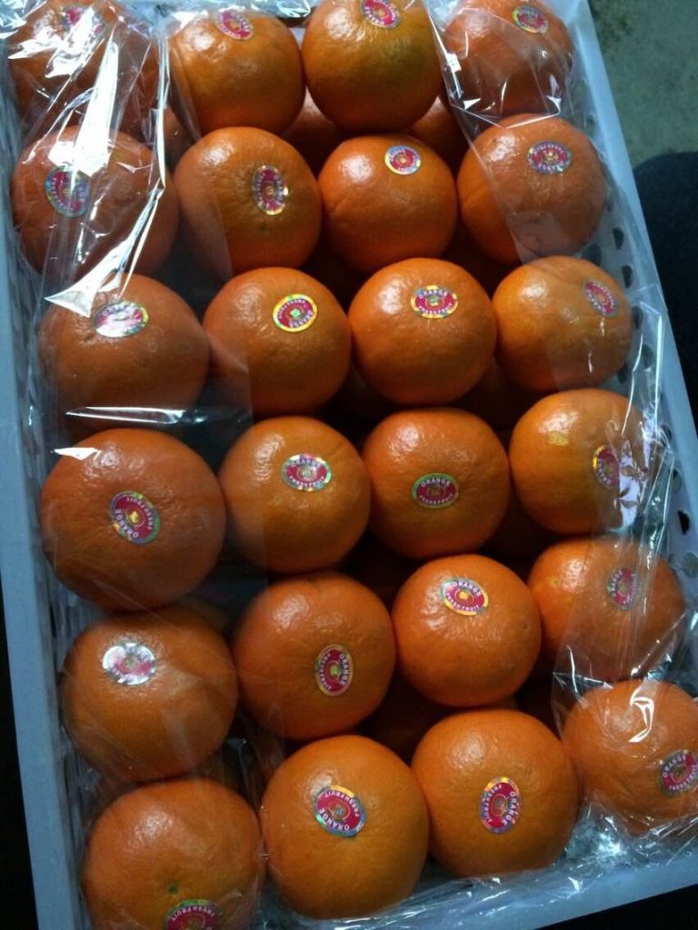 chinese fresh mandarin orange