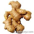 Fresh/Dried Ginger