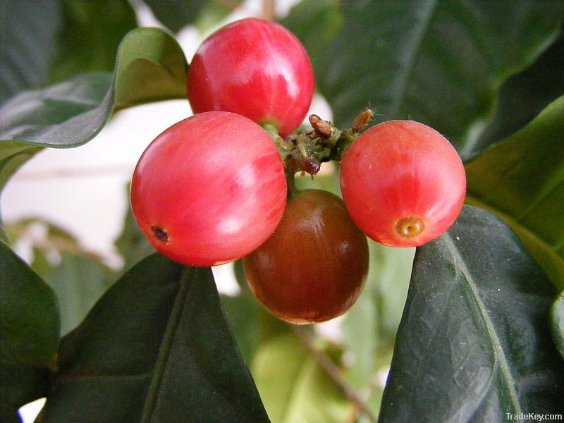 ARABICA COFFEE