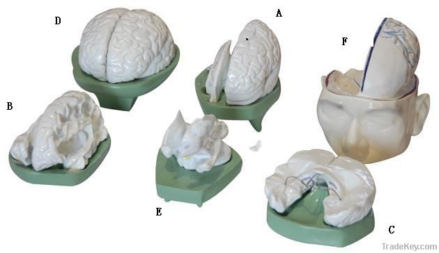 Model of Brain, Human Anatomical Model(6 parts)