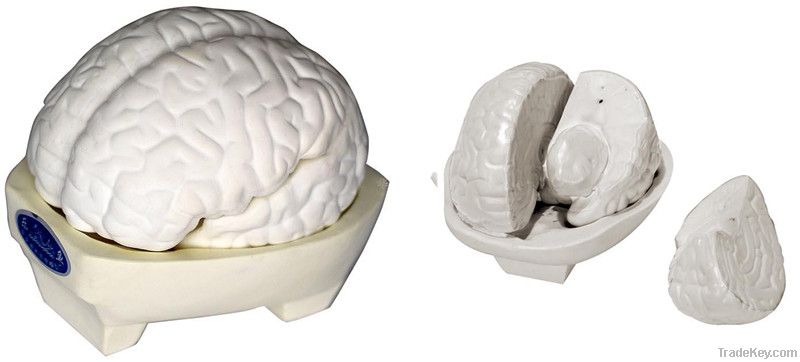 Human Anatomical Model of Brain(3parts)