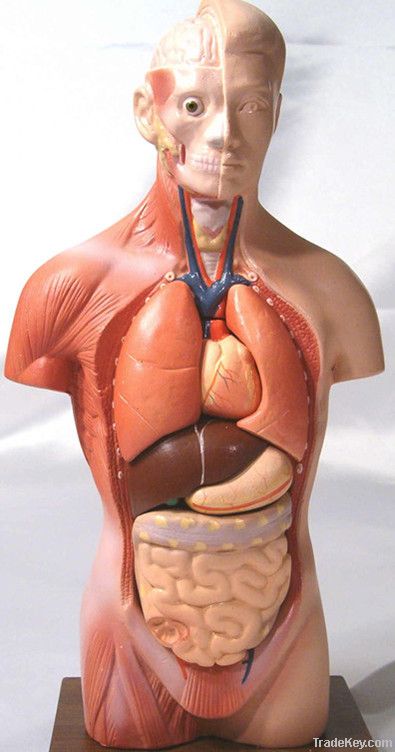 Unisex Torso Model 7 parts, medical model