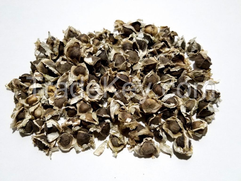 High Quality Moringa Seed