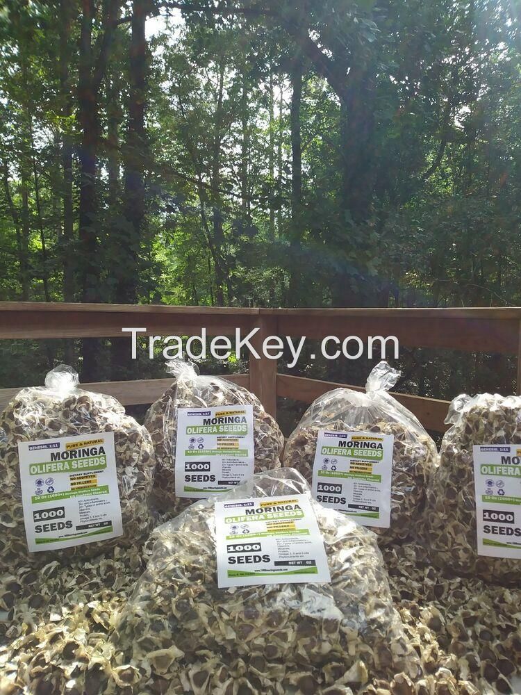 Organic Certified Moringa Seeds / Moringa Oleifera Seeds 