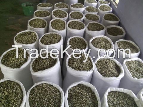 High Quality Moringa seed PKM 1 and PKM 2 (12119099)