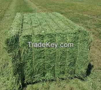 Cheap Alfafa Hay for Animal Feeding Stuff Alfalfa hay/alfalfa hay/high vitamin rabbit hay food for wholesale 