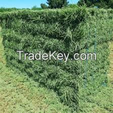 Cheap Alfafa Hay for Animal Feeding Stuff Alfalfa hay/alfalfa hay/high vitamin rabbit hay food for wholesale 