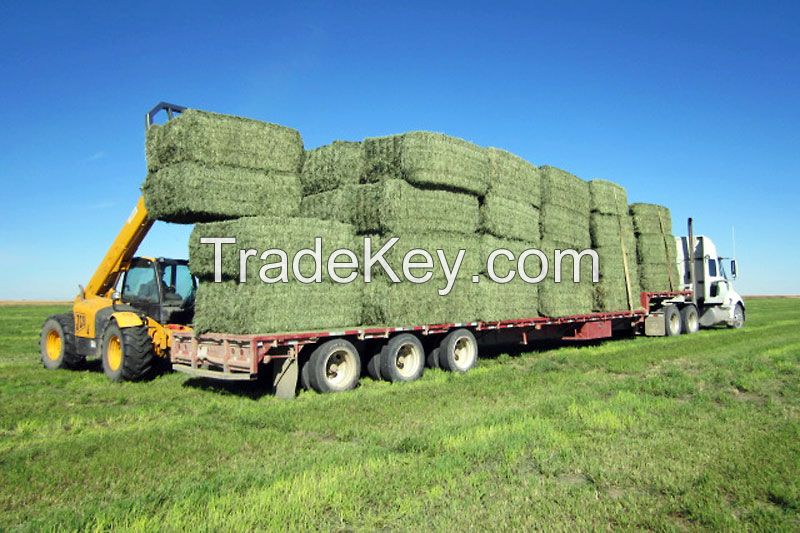 Cheap Alfafa Hay for Animal Feeding Stuff Alfalfa, hay/alfalfa hay pellets