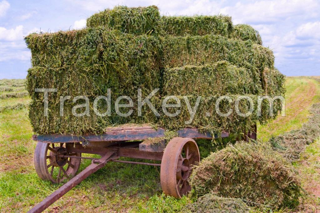 Alfalfa Hay Premium Quality Grade, Mixed Hay, Timothy Hay & Alfafa Hay At Wholesale Prices