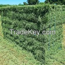 Top Quality Alfafa Hay for Animal Feeding Stuff Alfalfa / Alfalfa Hay / Alfalfa Hay for Sale 