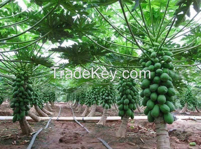 2019 Fresh hybrid papaya seeds with good quality and competitive price