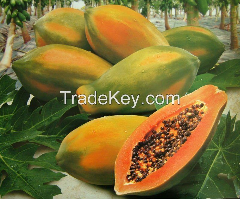 2019 Fresh hybrid papaya seeds with good quality and competitive price