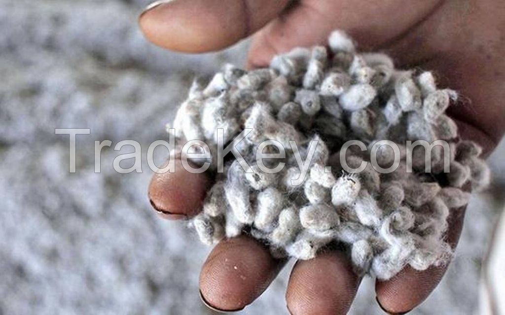 High quality and low price cotton seeds/ Fresh and Dried Cotton Seeds Cottonseed 