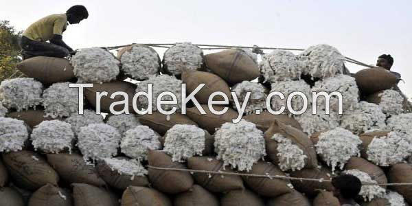 High quality Cottonseed Hulls, Hulls of Cotton seed for cultivation of mushrooms