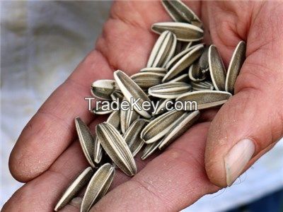 Quality Sunflower Seeds For Sale