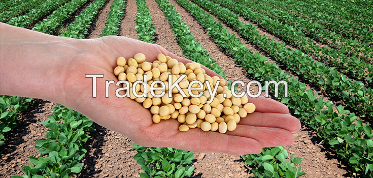 High Quality Premium Natural and Non- GMO Yellow Soybean Seeds / Soya Bean /Soy Beans (human and animal feed)