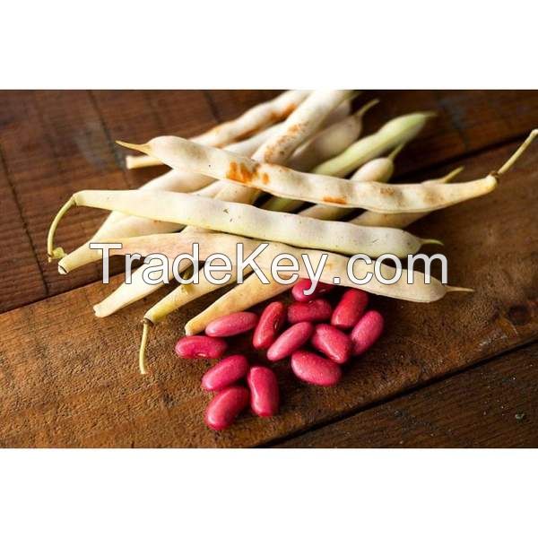 High Quality Bulk Dried Red Kidney Beans for Sale