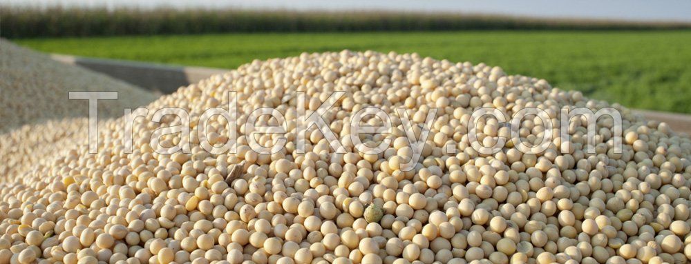 SOYA BEANS