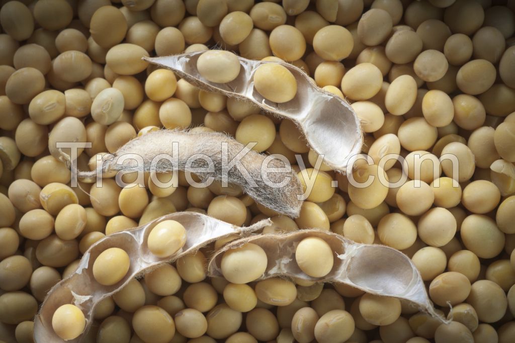 beans, soya beans, soybeans Seeds